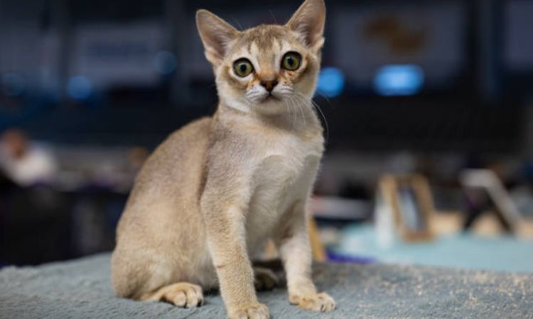 Singapura Cat