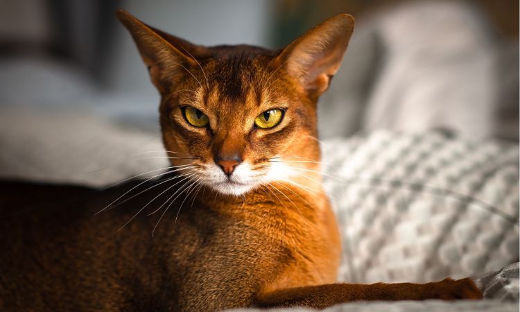 The Abyssinian