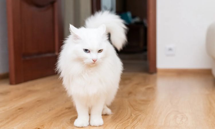 The Turkish Angora