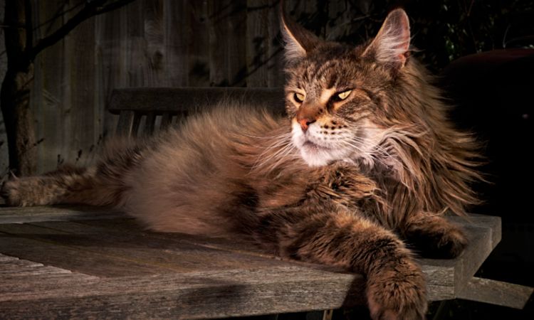 The Maine Coon