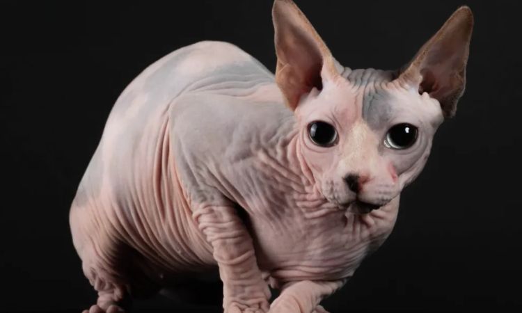 The Sphynx