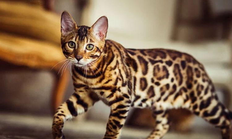 The Bengal