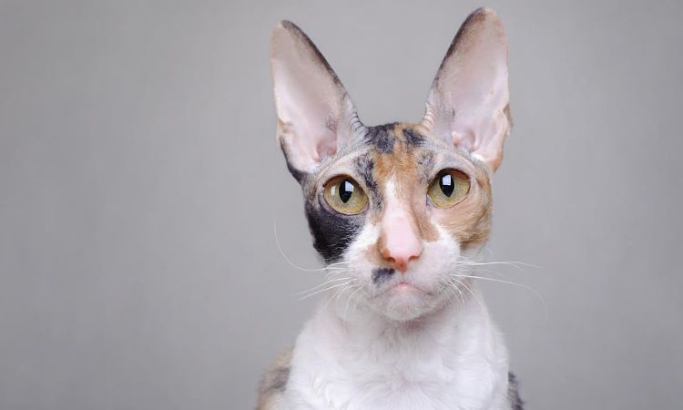 The Cornish Rex