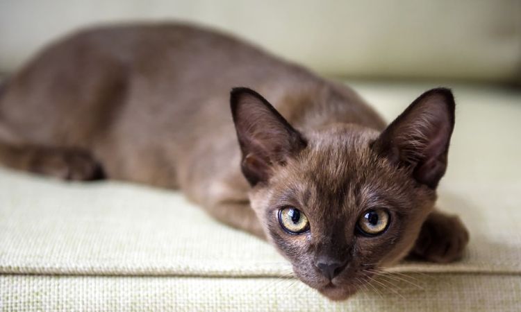 The Burmese