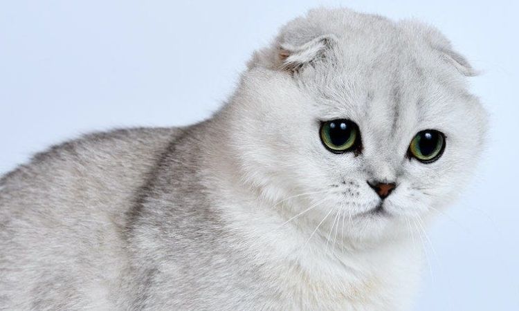 The Scottish Fold