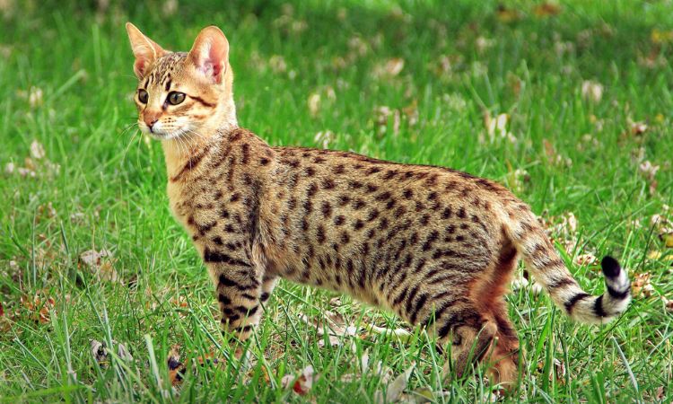 The Savannah