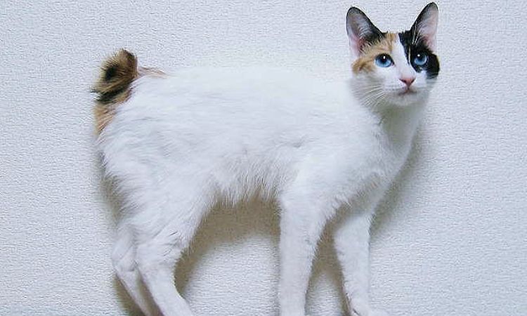 The Japanese Bobtail