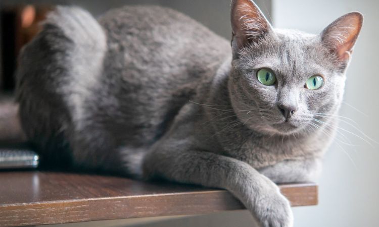 The Korat