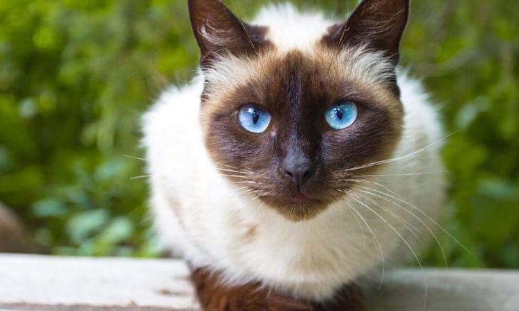 The Siamese Cat