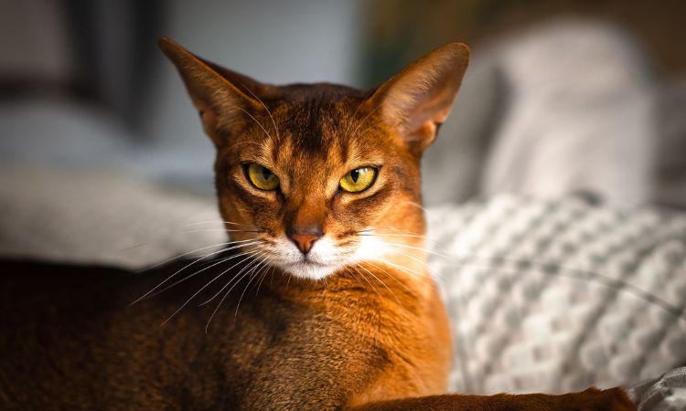 Abyssinian