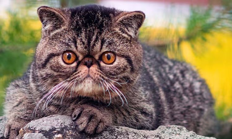 Exotic Shorthair