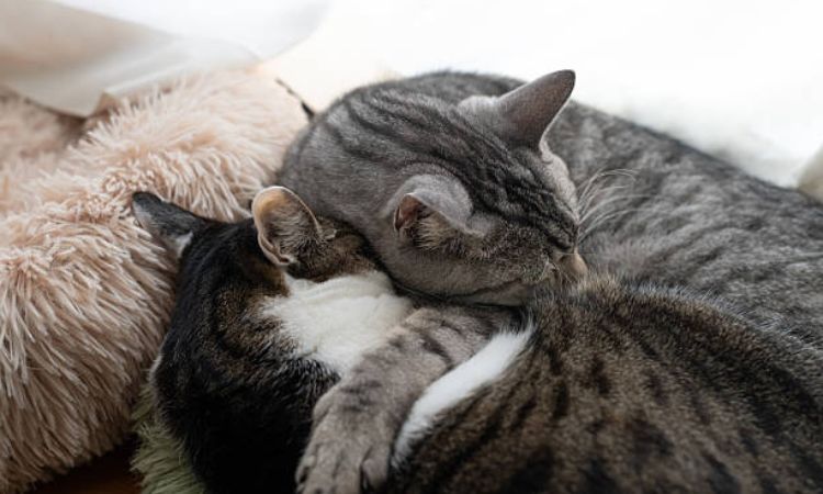 Tabby Cat Care Guide