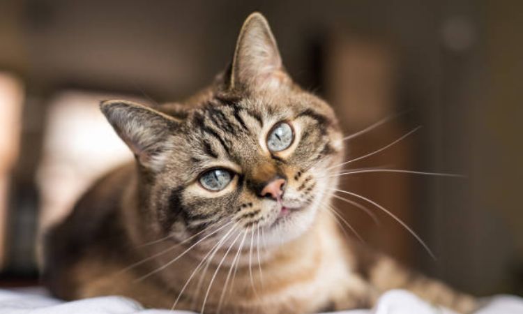 Tabby Cats