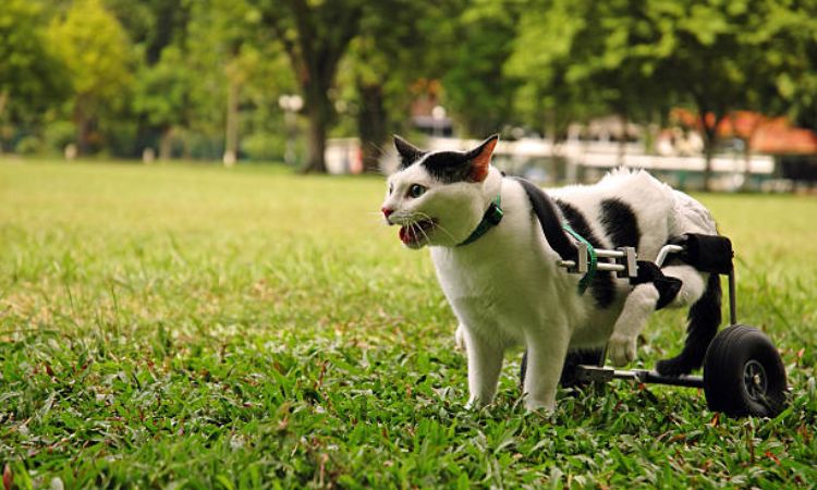 Common Causes of Temporary Hind Leg Paralysis