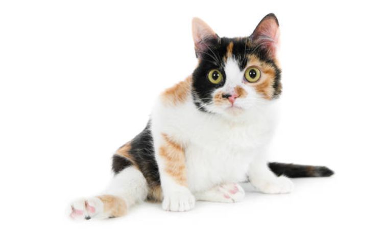 temporary hind leg paralysis in cats