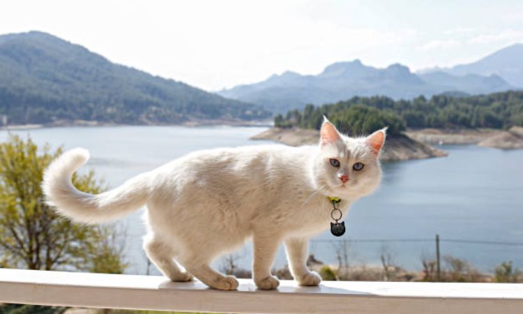 Turkish Angora Price