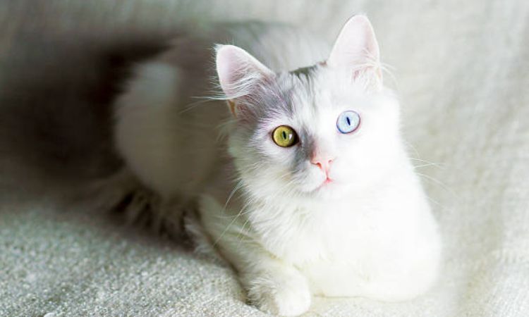 turkish angora cat