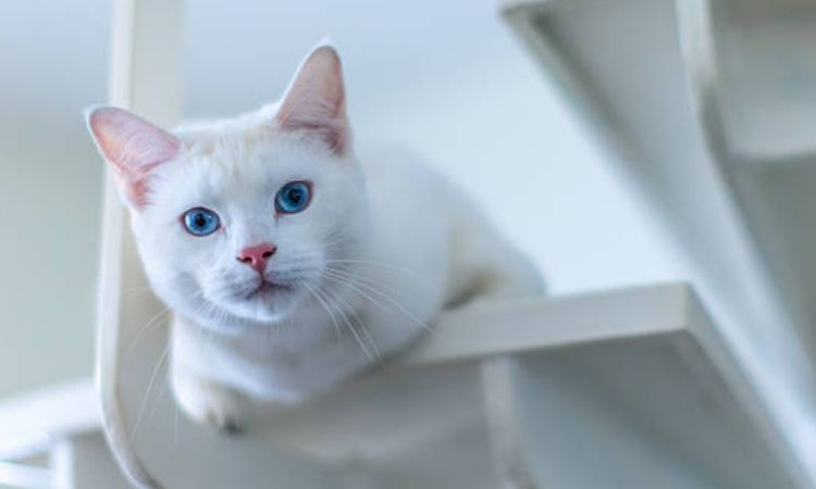 Key Turkish Angora Traits and Characteristics