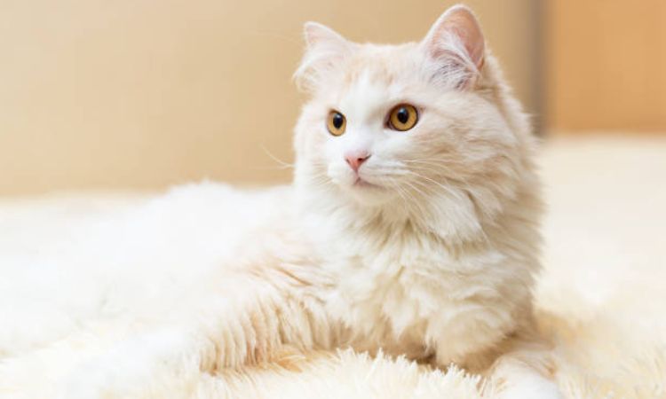 Turkish Angora Cat