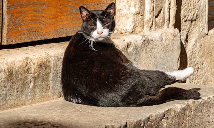 How Much Does a Tuxedo Cat Cost?