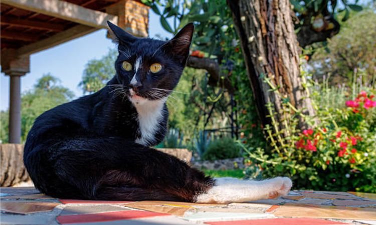 Tuxedo Cat