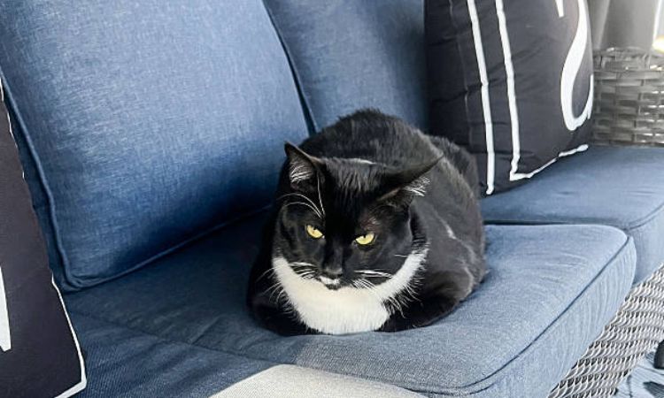 What is a Tuxedo Cat?