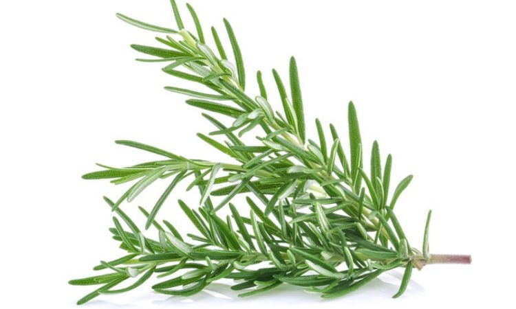 Rosemary