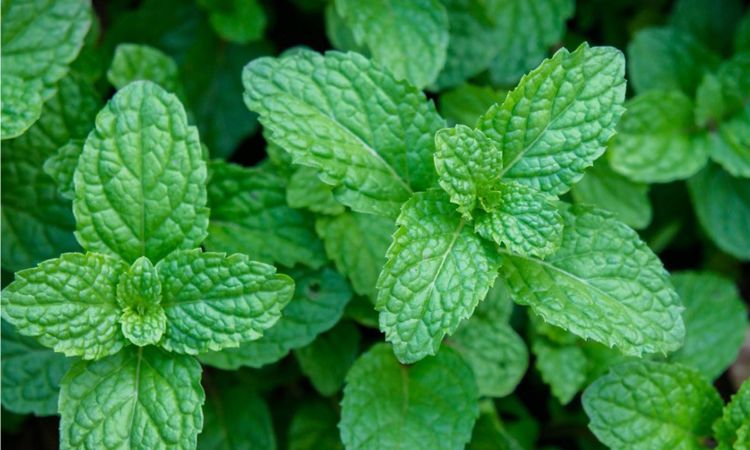 Peppermint