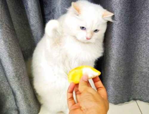 What smells do Cats Hate? 19 Smells Cats Absolutely Hate