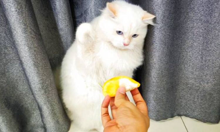What smells do Cats Hate