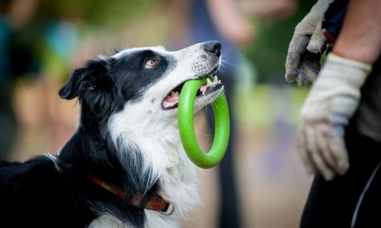 What's the Most Intelligent Dog Breed