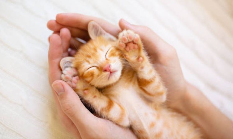 Signs Your Kitten’s Hearing Is Developing