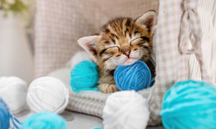 When Do Kittens Open Their Ears