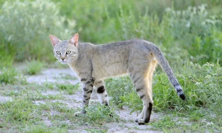 African Wildcat (Felis lybica)
