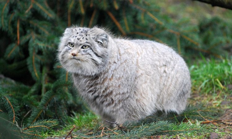 Pallas's Cat (Otocolobus manul)