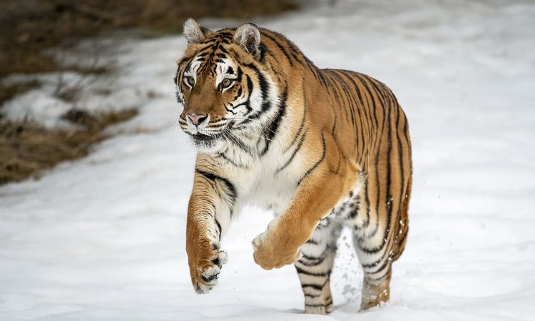 Siberian Tiger (Panthera tigris altaica)