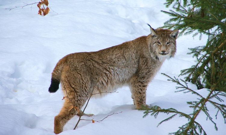 Eurasian Lynx (Lynx lynx)