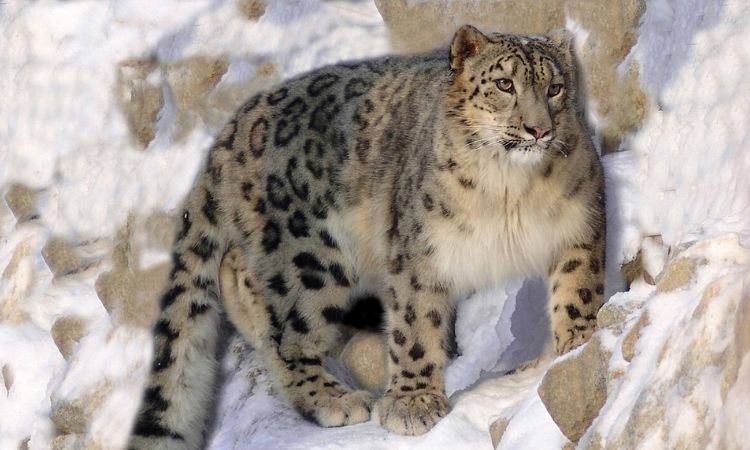 Snow Leopard (Panthera uncia)