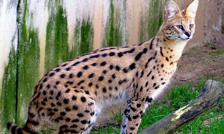 Serval (Leptailurus serval)
