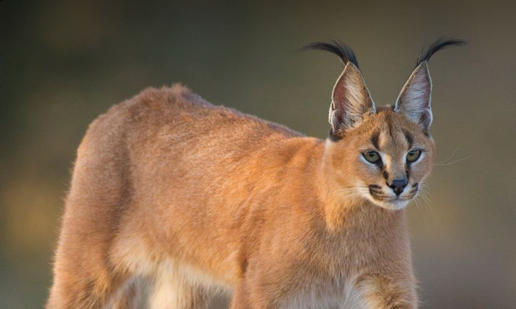 Caracal (Caracal caracal)