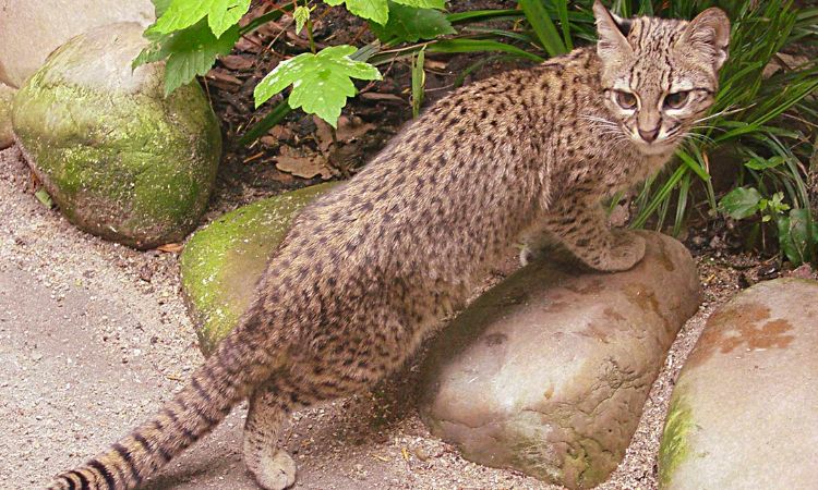 Geoffroy's Cat (Leopardus geoffroyi)