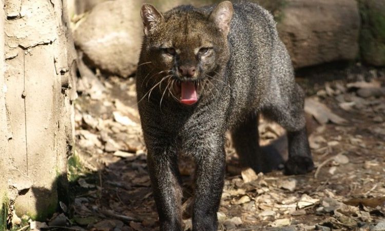 Jaguarundi (Herpailurus yagouaroundi)