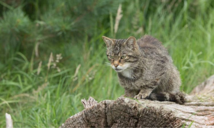 Wildcat