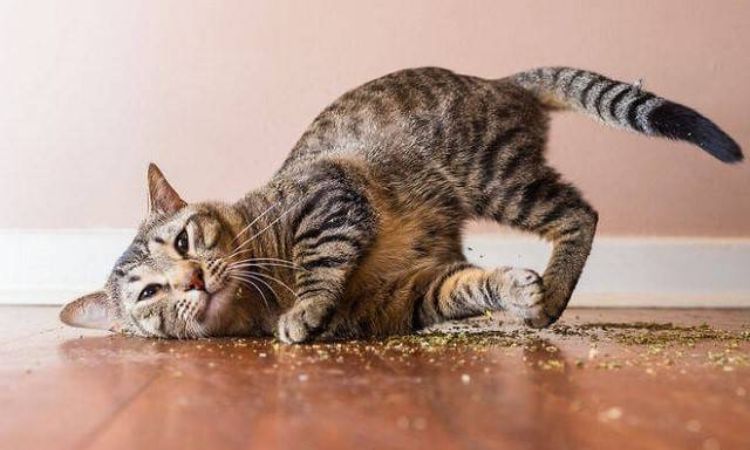 Does Catnip Help a Cat Sleep at Night?