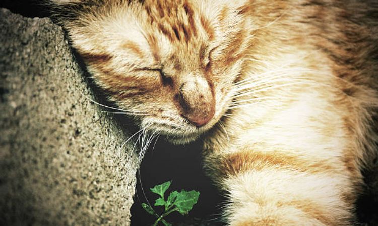 Will catnip help my cat sleep at night