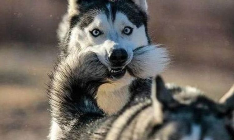 Escape Artist Tendencies