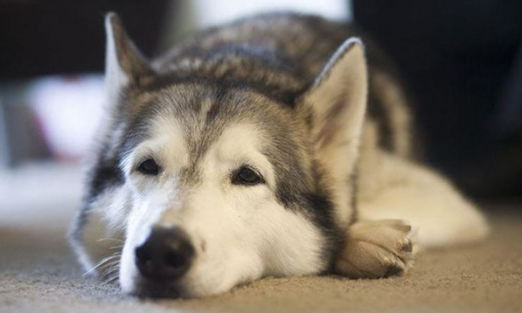 Independent and Stubborn Nature