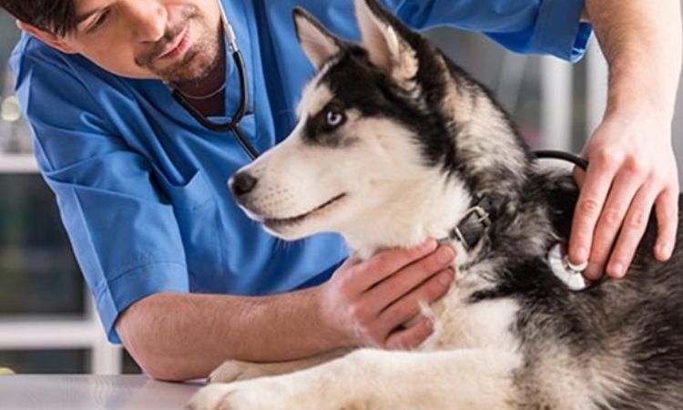 Health and Veterinary Costs