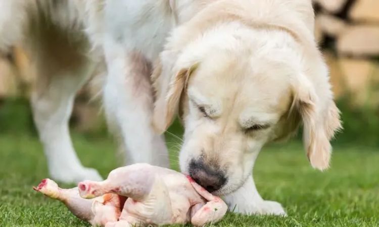 Plain, Cooked Chicken (Boneless, Skinless)