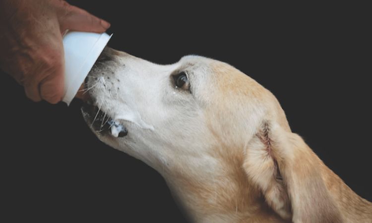 Plain Yogurt (Nonfat/Low-Fat)